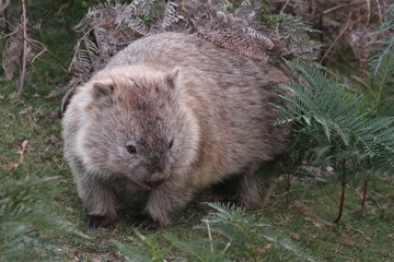 Naklejka na ściany i meble Wombat (Vombatus ursinus)