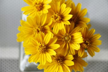 Dailsy flower is beautiful in the vase