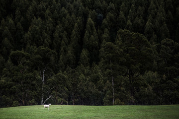 Obraz premium Lone sheep in field