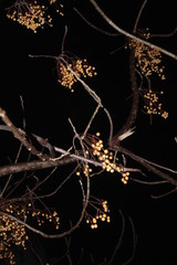 A bunch of berries hanging on a tree with black background.