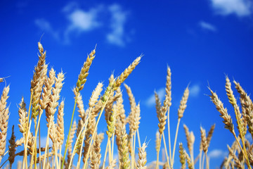 Fototapeta premium Ripe Ears of Wheat Field