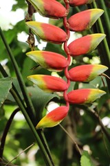 Naklejka premium Bird of paradise flower in the nature