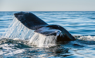 Tail fin of the mighty humpback whale (Megaptera novaeangliae). Blue ocean background.