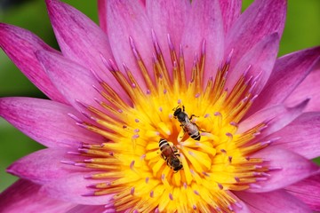 Beautiful lotus in the pond with nature