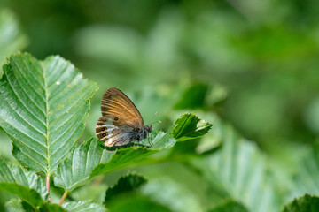 Satyridae / Funda Zıpzıp Perisi / / Coenonympha arcania