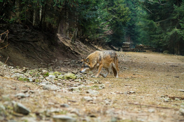 Loup Parc Alpha