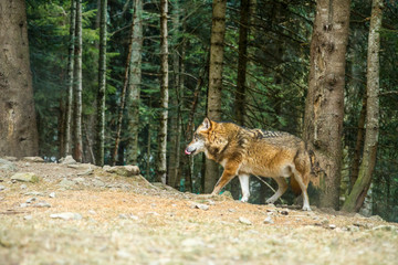 Loup Parc Alpha