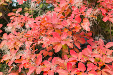 Autumn colorful red leaf under the maple tree, close up