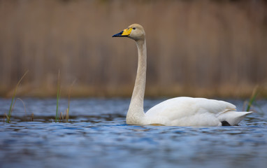 Lovely whooper swan swims on bright coloured water surface of big pond with clean dry background