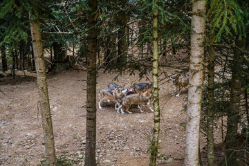 Loup Parc Alpha