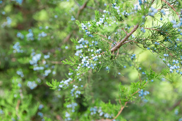 Juniper branch with berries. thuja evergreen coniferous tree close up