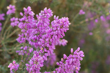 Fototapeta premium flor de brezo