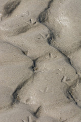 Vogelspuren vom Sanderling im feuchten Sand