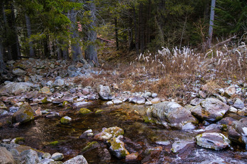 Rivi&egrave;re des Alpes en for&ecirc;t