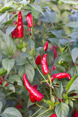 pimientos chiles en planta