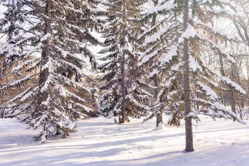 Young green spruces in the winter park covered with fresh white snow