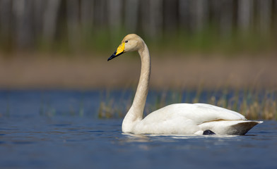 Whooper posing in very bright colored waters of spring lake