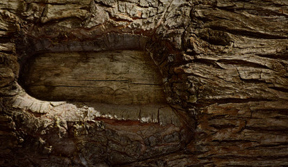 añejo tronco con la corteza rugosa 