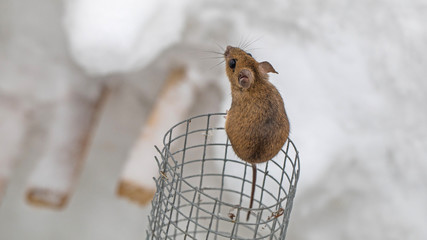 Maus klettert aus dem Gitter