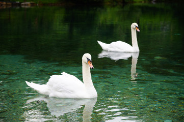 White swan swims in the reserve. Blue deep-water lake of the Caucasus