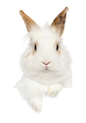 Obraz premium Portrait of a young Rabbit above banner