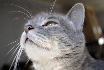 Chat