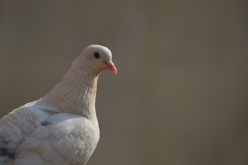 white pigeon on a gray background. In a lazy day the pigeon busk on sun.