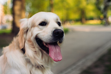 Close-up of a golden retriever in the park
