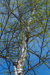 branches of a tree against blue sky