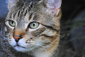 Chat