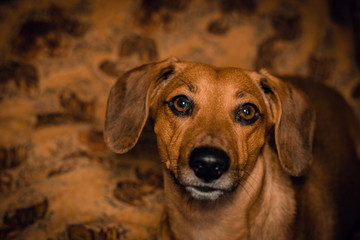  Portrait of Dachshund dog
