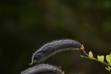 vaina de una planta originaria de la patagonia con el fondo desenfocado