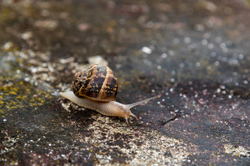 snail on a colorful cement surface