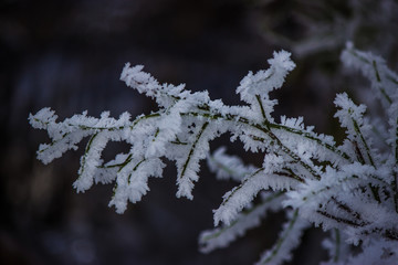 schneekristalle