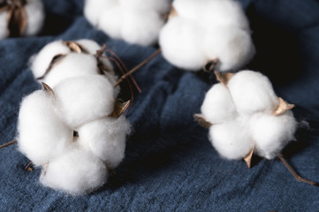 Cotton flowers on dark background