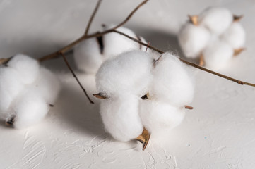 Cotton flowers on light background