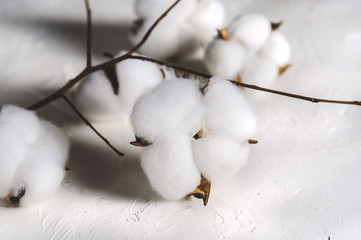 Cotton flowers on light background