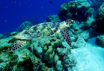 Naklejka premium Hawksbill Sea Turtle