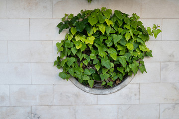 stone fence wall with curly ivy