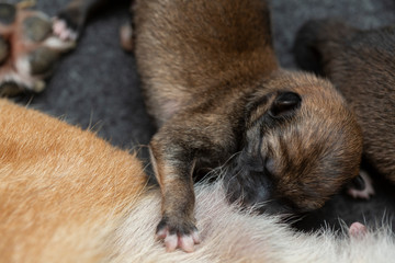Obraz premium Close-up of a Newborn Shiba Inu puppy. Japanese Shiba Inu dog. Beautiful shiba inu puppy color brown and mom. 1 day old.