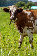 Cow pasture in green meadow.