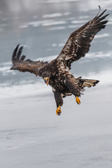 Adult White-tailed eagle in flight. Blue sky background. Scientific name: Haliaeetus albicilla, also known as the ern, erne, gray eagle, Eurasian sea eagle and white-tailed sea-eagle.