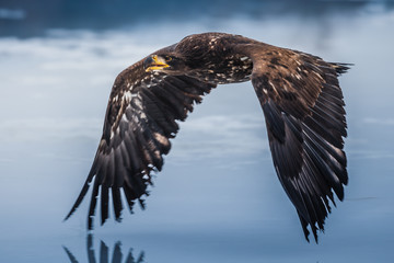 Adult White-tailed eagle in flight. Blue sky background. Scientific name: Haliaeetus albicilla, also known as the ern, erne, gray eagle, Eurasian sea eagle and white-tailed sea-eagle.