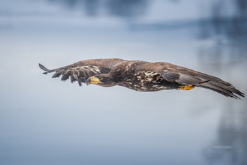 Adult White-tailed eagle in flight. Blue sky background. Scientific name: Haliaeetus albicilla, also known as the ern, erne, gray eagle, Eurasian sea eagle and white-tailed sea-eagle.