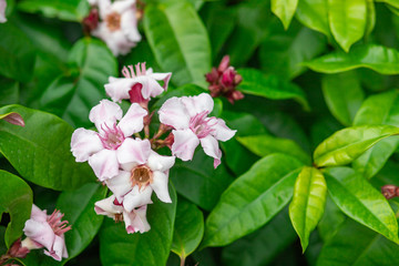 White and pink Climbing oleander or Cream fruit flowers