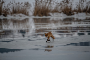 Red fox (Vulpes vulpes) with a bushy tail hunting in the snow in winter in Algonquin Park in Canada
