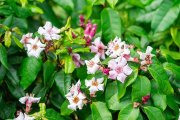 White and pink Climbing oleander or Cream fruit flowers