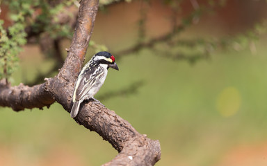 Acacia Pied Barbet