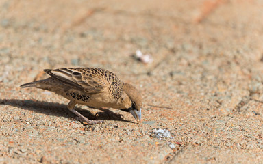 Sociable Weaver bird