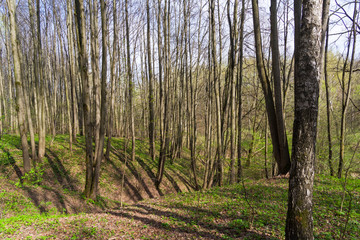 A small ravine in the spring forest.